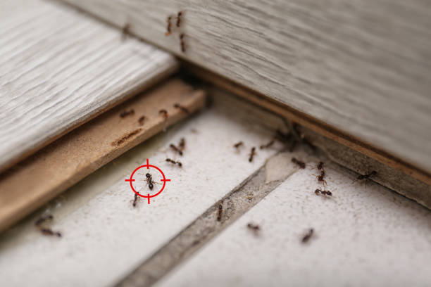 Best Affordable Pest Control Services  in Denmark, WI