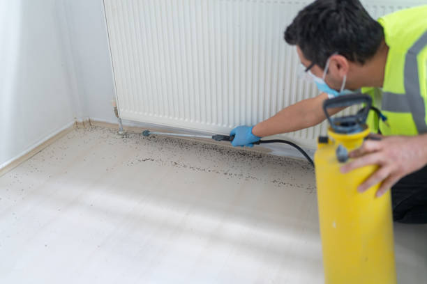 Best Termite Control Services  in Denmark, WI