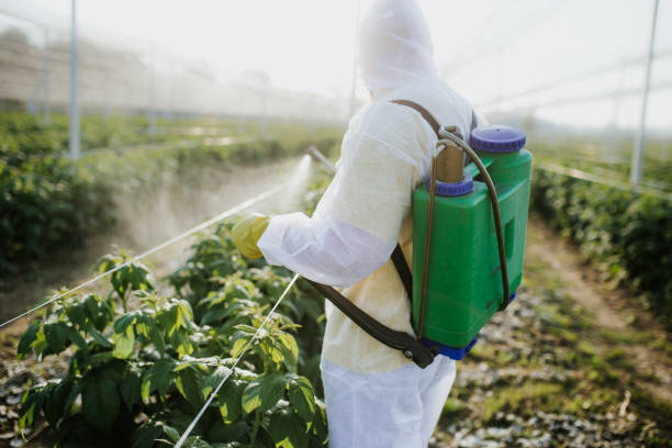 Wasp Removal Services in Denmark, WI